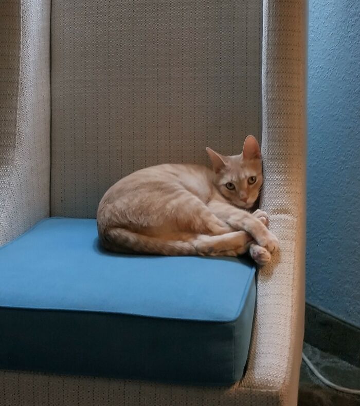 Hey Pandas Show A Pic Of What Your Pet Is Doing Right Now (Closed) Hey Pandas Show A Pic Of What Your Pet Is Doing Right Now (Closed)