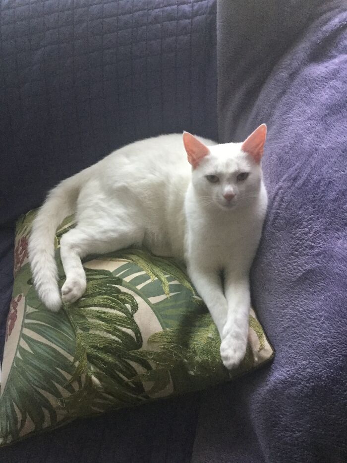 Hey Pandas Show A Pic Of What Your Pet Is Doing Right Now (Closed) Hey Pandas Show A Pic Of What Your Pet Is Doing Right Now (Closed)