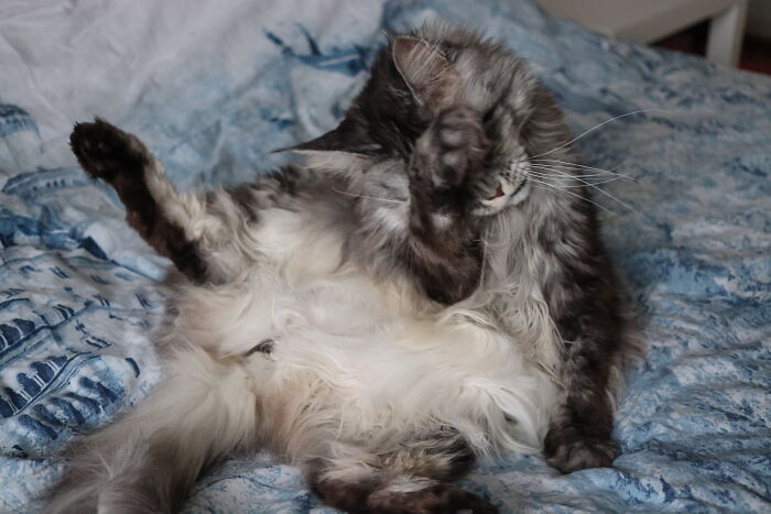 Hey Pandas Show A Pic Of What Your Pet Is Doing Right Now (Closed) Hey Pandas Show A Pic Of What Your Pet Is Doing Right Now (Closed)