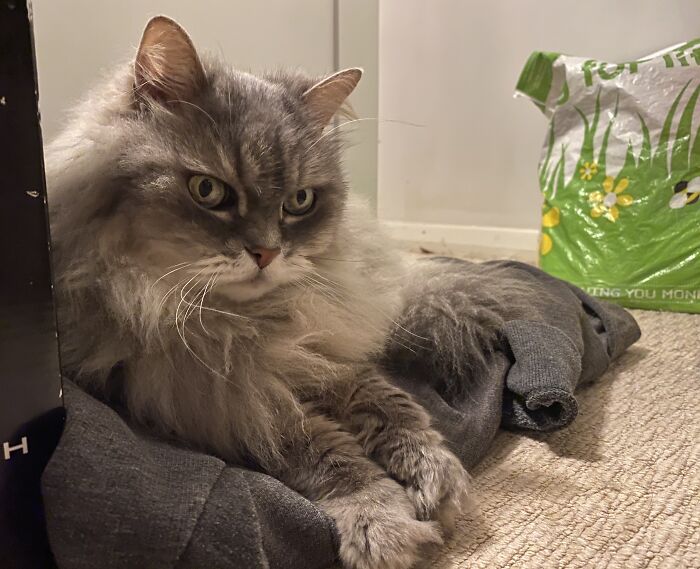 Hey Pandas Show A Pic Of What Your Pet Is Doing Right Now (Closed) Hey Pandas Show A Pic Of What Your Pet Is Doing Right Now (Closed)