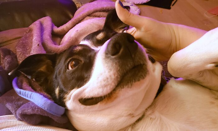 Hey Pandas Show A Pic Of What Your Pet Is Doing Right Now (Closed) Hey Pandas Show A Pic Of What Your Pet Is Doing Right Now (Closed)