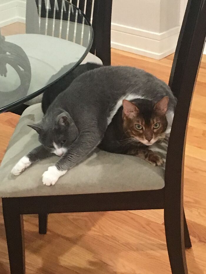 Hey Pandas Show A Pic Of What Your Pet Is Doing Right Now (Closed) Hey Pandas Show A Pic Of What Your Pet Is Doing Right Now (Closed)