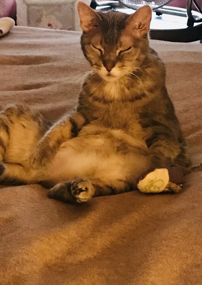 Hey Pandas Show A Pic Of What Your Pet Is Doing Right Now (Closed) Hey Pandas Show A Pic Of What Your Pet Is Doing Right Now (Closed)