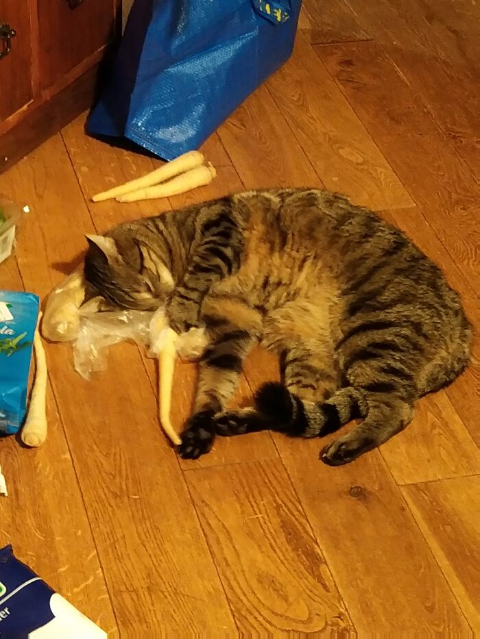 Hey Pandas Show A Pic Of What Your Pet Is Doing Right Now (Closed) Hey Pandas Show A Pic Of What Your Pet Is Doing Right Now (Closed)