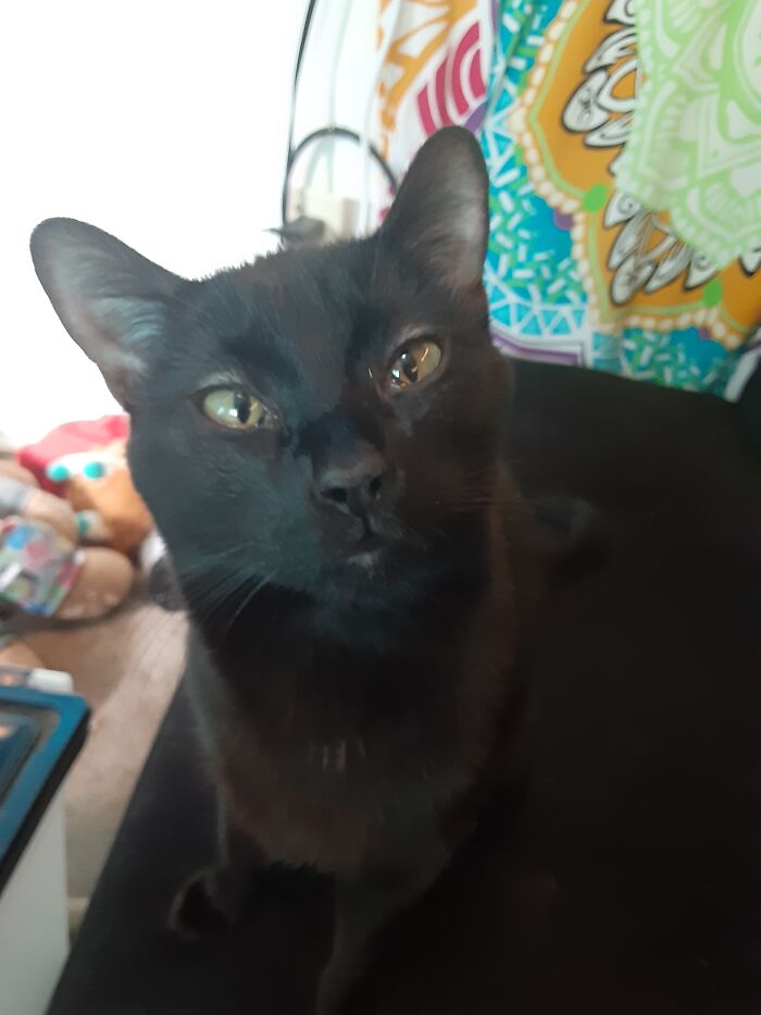 Hey Pandas Show A Pic Of What Your Pet Is Doing Right Now (Closed) Hey Pandas Show A Pic Of What Your Pet Is Doing Right Now (Closed)