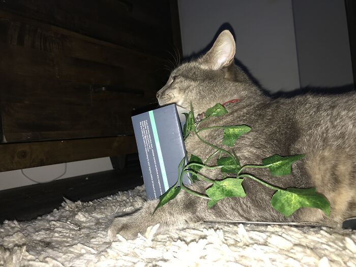 Hey Pandas Show A Pic Of What Your Pet Is Doing Right Now (Closed) Hey Pandas Show A Pic Of What Your Pet Is Doing Right Now (Closed)