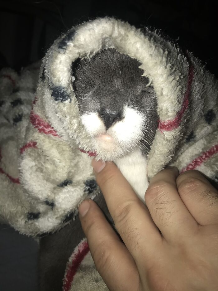 Hey Pandas Show A Pic Of What Your Pet Is Doing Right Now (Closed) Hey Pandas Show A Pic Of What Your Pet Is Doing Right Now (Closed)