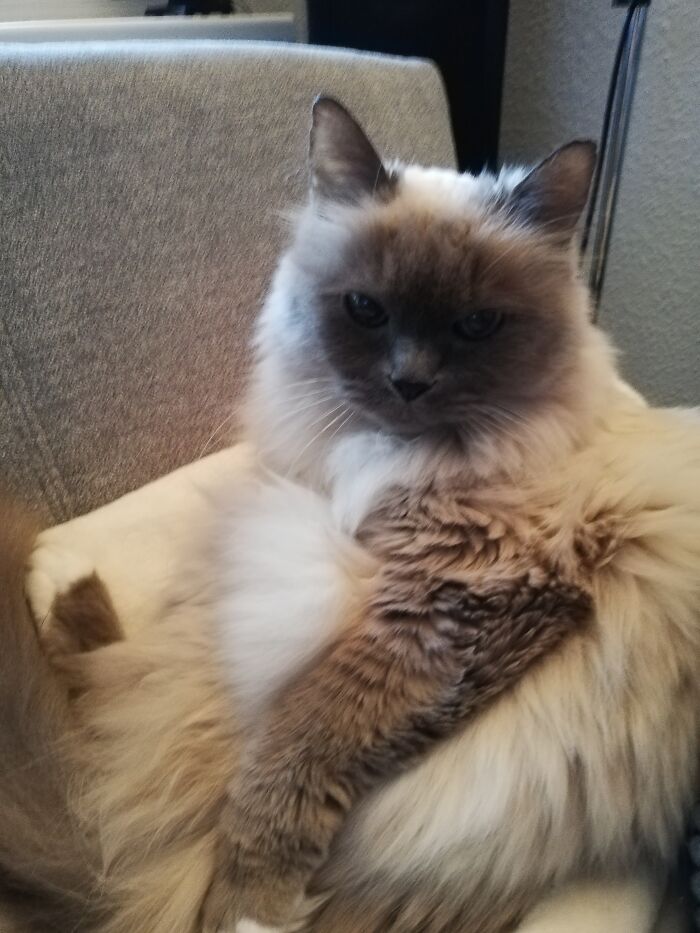 Hey Pandas Show A Pic Of What Your Pet Is Doing Right Now (Closed) Hey Pandas Show A Pic Of What Your Pet Is Doing Right Now (Closed)