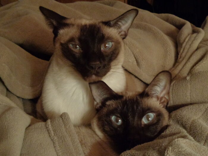 Hey Pandas Show A Pic Of What Your Pet Is Doing Right Now (Closed) Hey Pandas Show A Pic Of What Your Pet Is Doing Right Now (Closed)