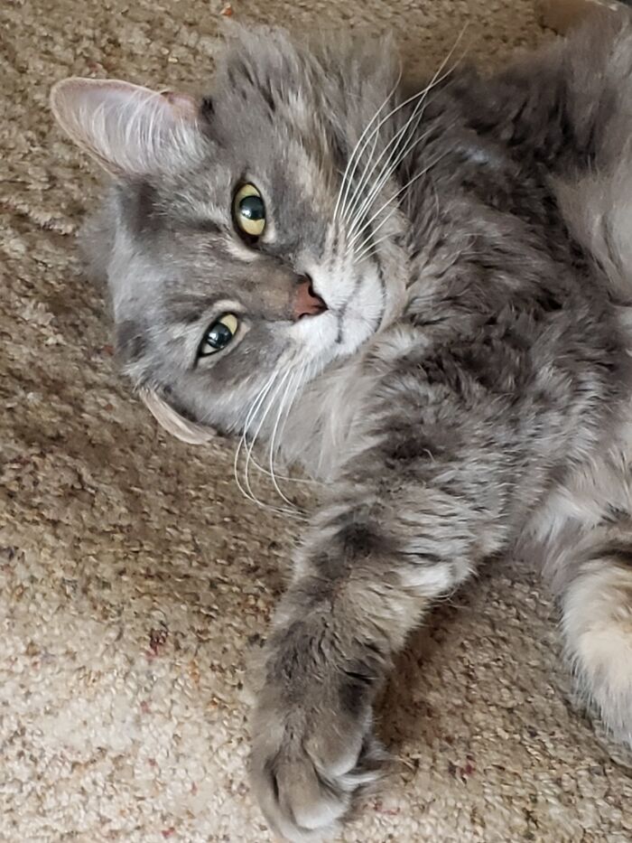 Hey Pandas Show A Pic Of What Your Pet Is Doing Right Now (Closed) Hey Pandas Show A Pic Of What Your Pet Is Doing Right Now (Closed)