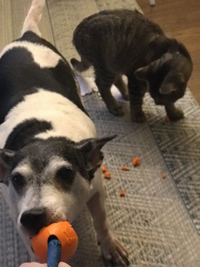 Hey Pandas Show A Pic Of What Your Pet Is Doing Right Now (Closed) Hey Pandas Show A Pic Of What Your Pet Is Doing Right Now (Closed)