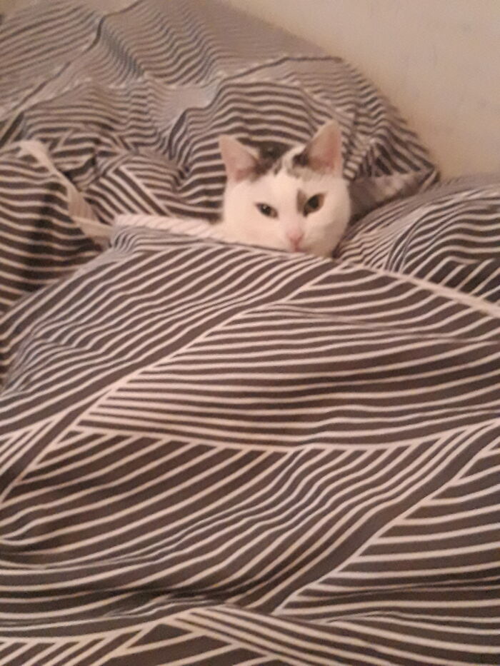 Hey Pandas Show A Pic Of What Your Pet Is Doing Right Now (Closed) Hey Pandas Show A Pic Of What Your Pet Is Doing Right Now (Closed)