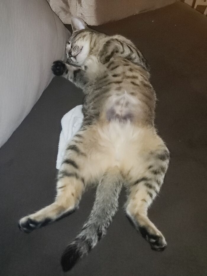 Hey Pandas Show A Pic Of What Your Pet Is Doing Right Now (Closed) Hey Pandas Show A Pic Of What Your Pet Is Doing Right Now (Closed)