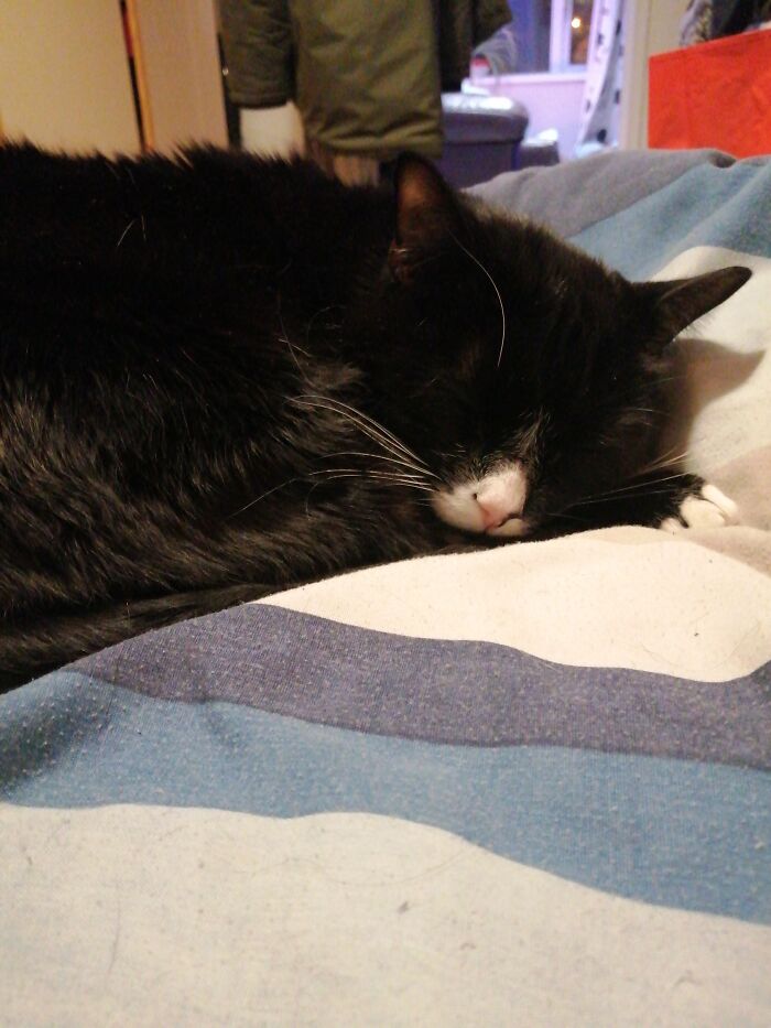 Hey Pandas Show A Pic Of What Your Pet Is Doing Right Now (Closed) Hey Pandas Show A Pic Of What Your Pet Is Doing Right Now (Closed)