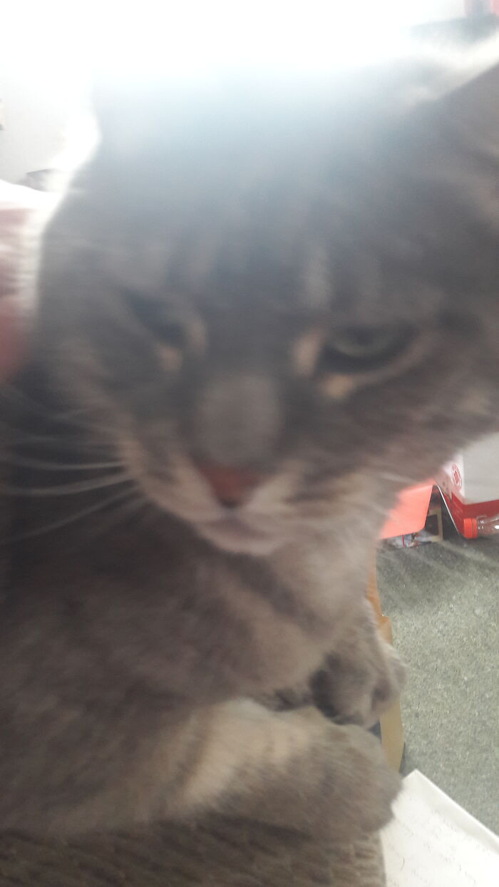 Hey Pandas Show A Pic Of What Your Pet Is Doing Right Now (Closed) Hey Pandas Show A Pic Of What Your Pet Is Doing Right Now (Closed)