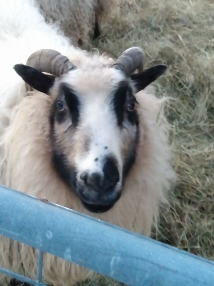 Hey Pandas Show A Pic Of What Your Pet Is Doing Right Now (Closed) Hey Pandas Show A Pic Of What Your Pet Is Doing Right Now (Closed)