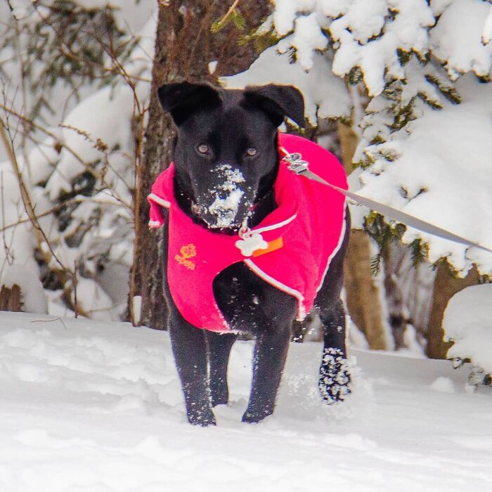 Hey Pandas Show A Pic Of What Your Pet Is Doing Right Now (Closed) Hey Pandas Show A Pic Of What Your Pet Is Doing Right Now (Closed)