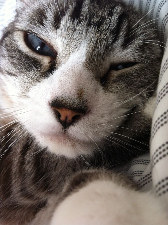 Hey Pandas Show A Pic Of What Your Pet Is Doing Right Now (Closed) Hey Pandas Show A Pic Of What Your Pet Is Doing Right Now (Closed)