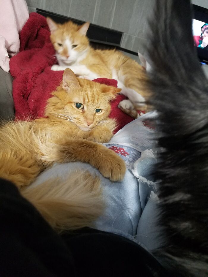 Hey Pandas Show A Pic Of What Your Pet Is Doing Right Now (Closed) Hey Pandas Show A Pic Of What Your Pet Is Doing Right Now (Closed)