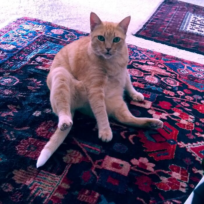 Hey Pandas Show A Pic Of What Your Pet Is Doing Right Now (Closed) Hey Pandas Show A Pic Of What Your Pet Is Doing Right Now (Closed)