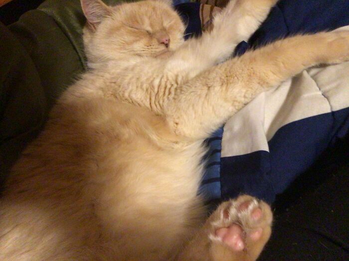 Hey Pandas Show A Pic Of What Your Pet Is Doing Right Now (Closed) Hey Pandas Show A Pic Of What Your Pet Is Doing Right Now (Closed)