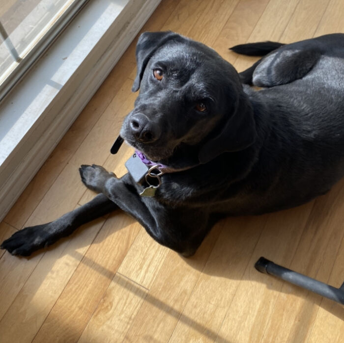 Hey Pandas Show A Pic Of What Your Pet Is Doing Right Now (Closed) Hey Pandas Show A Pic Of What Your Pet Is Doing Right Now (Closed)