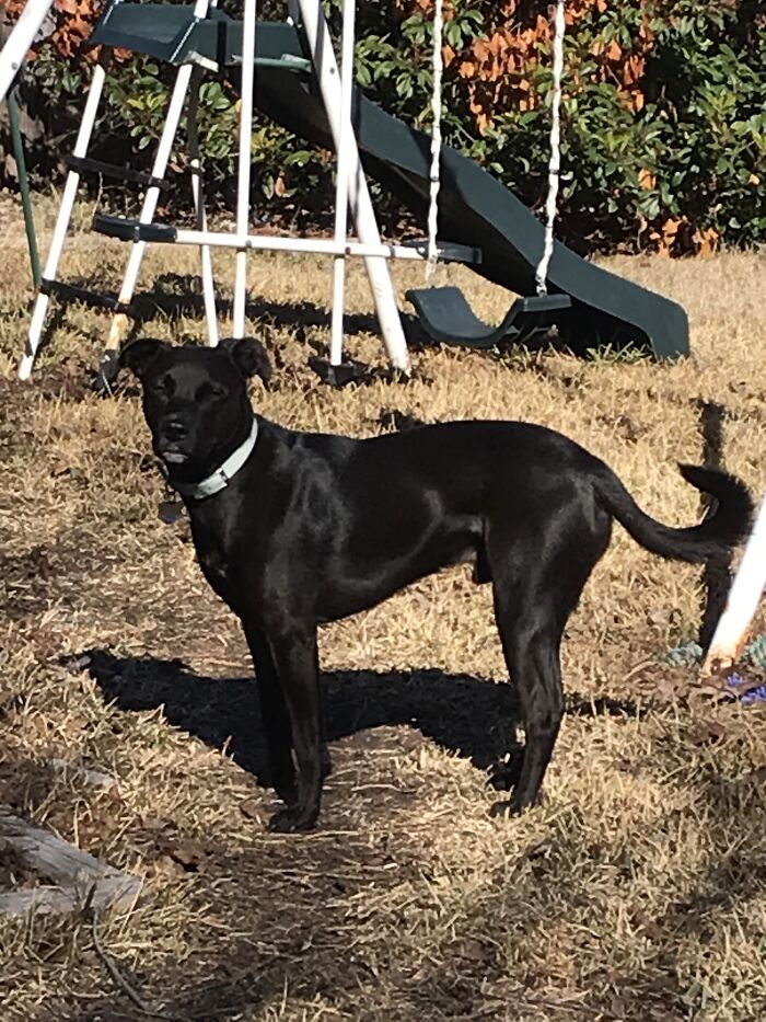 Hey Pandas Show A Pic Of What Your Pet Is Doing Right Now (Closed) Hey Pandas Show A Pic Of What Your Pet Is Doing Right Now (Closed)