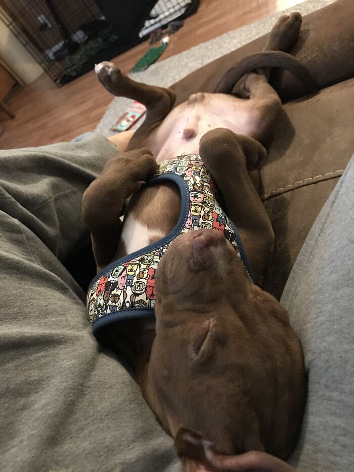 Hey Pandas Show A Pic Of What Your Pet Is Doing Right Now (Closed) Hey Pandas Show A Pic Of What Your Pet Is Doing Right Now (Closed)