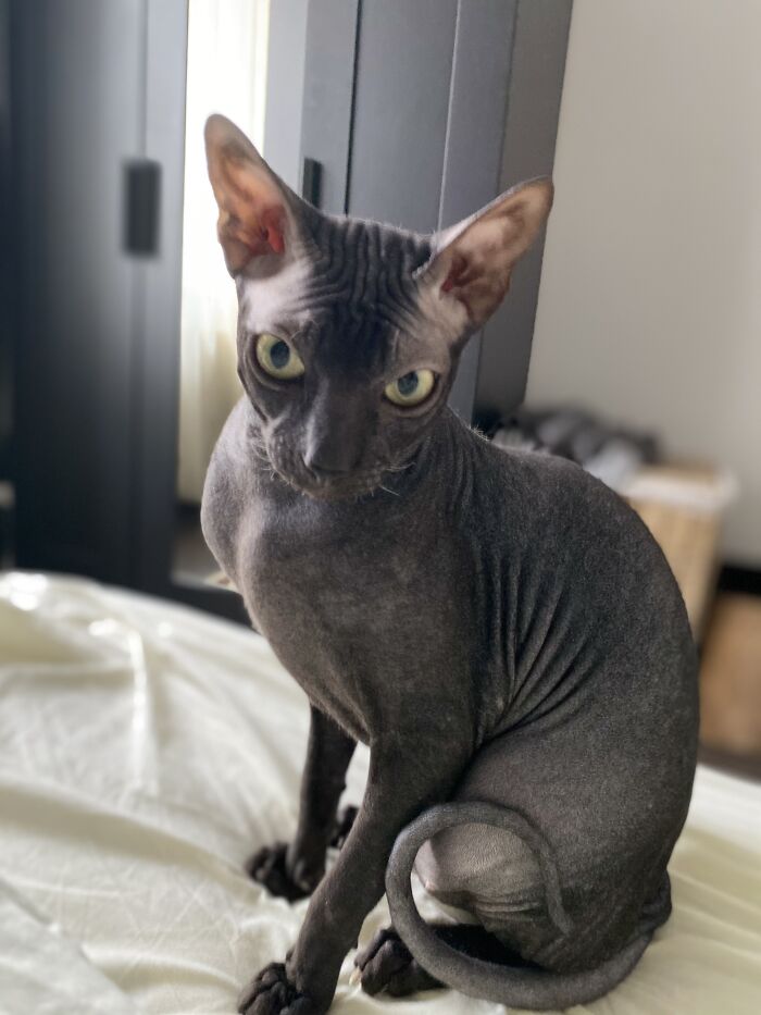 Hey Pandas Show A Pic Of What Your Pet Is Doing Right Now (Closed) Hey Pandas Show A Pic Of What Your Pet Is Doing Right Now (Closed)