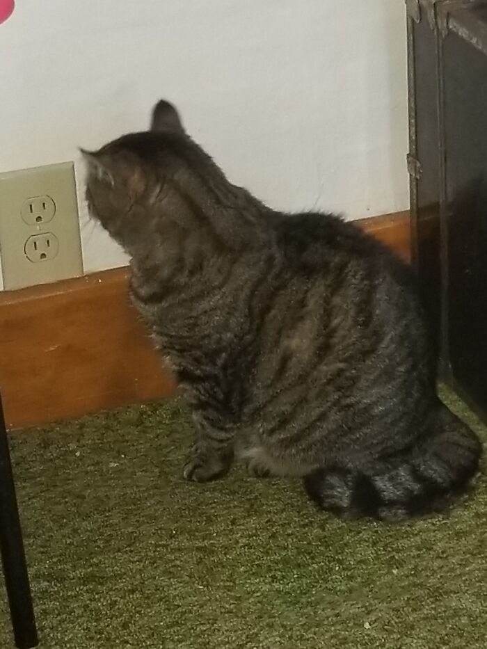 Hey Pandas Show A Pic Of What Your Pet Is Doing Right Now (Closed) Hey Pandas Show A Pic Of What Your Pet Is Doing Right Now (Closed)