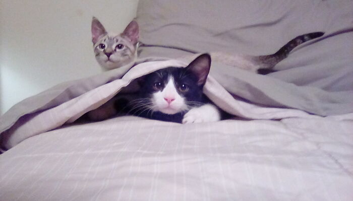 Hey Pandas Show A Pic Of What Your Pet Is Doing Right Now (Closed) Hey Pandas Show A Pic Of What Your Pet Is Doing Right Now (Closed)