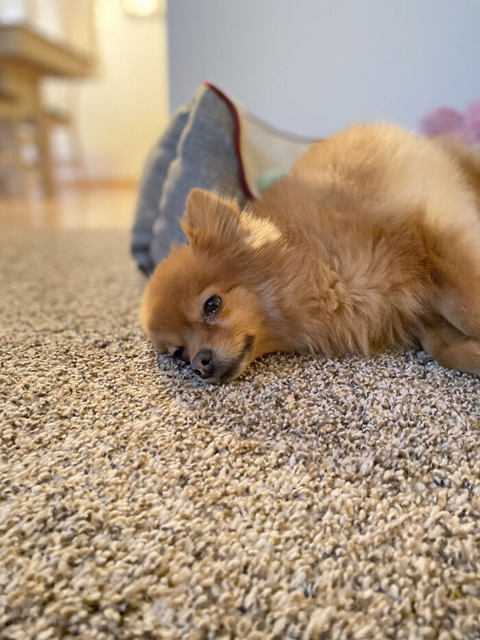 Hey Pandas Show A Pic Of What Your Pet Is Doing Right Now (Closed) Hey Pandas Show A Pic Of What Your Pet Is Doing Right Now (Closed)