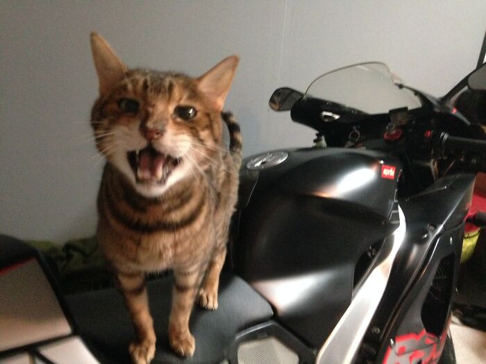 Hey Pandas Show A Pic Of What Your Pet Is Doing Right Now (Closed) Hey Pandas Show A Pic Of What Your Pet Is Doing Right Now (Closed)