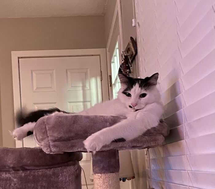 Hey Pandas Show A Pic Of What Your Pet Is Doing Right Now (Closed) Hey Pandas Show A Pic Of What Your Pet Is Doing Right Now (Closed)