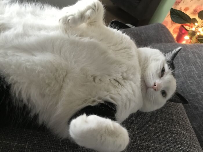 Hey Pandas Show A Pic Of What Your Pet Is Doing Right Now (Closed) Hey Pandas Show A Pic Of What Your Pet Is Doing Right Now (Closed)