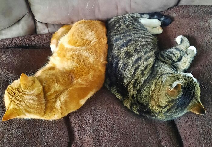 Hey Pandas Show A Pic Of What Your Pet Is Doing Right Now (Closed) Hey Pandas Show A Pic Of What Your Pet Is Doing Right Now (Closed)