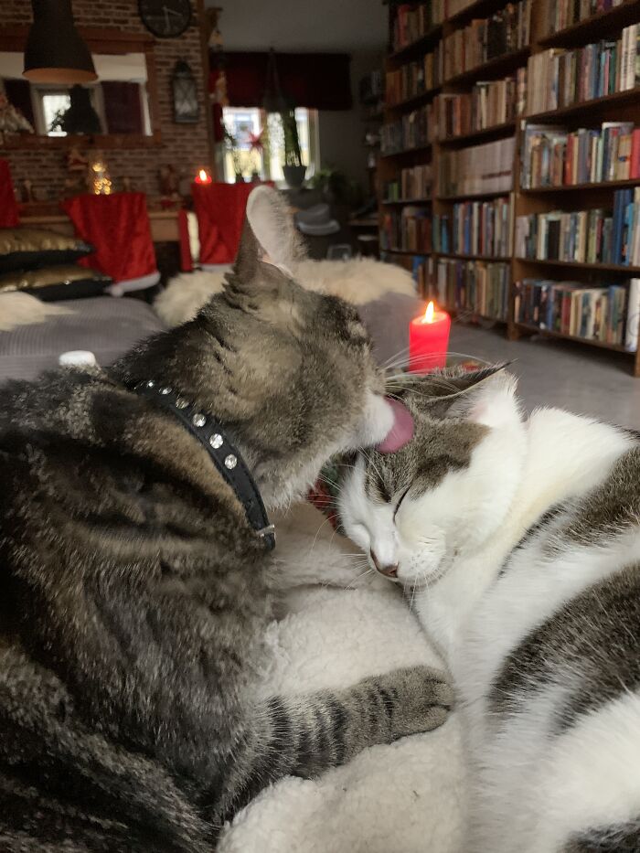 Hey Pandas Show A Pic Of What Your Pet Is Doing Right Now (Closed) Hey Pandas Show A Pic Of What Your Pet Is Doing Right Now (Closed)