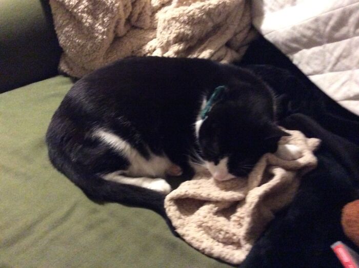 Hey Pandas Show A Pic Of What Your Pet Is Doing Right Now (Closed) Hey Pandas Show A Pic Of What Your Pet Is Doing Right Now (Closed)