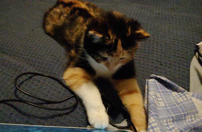 Hey Pandas Show A Pic Of What Your Pet Is Doing Right Now (Closed) Hey Pandas Show A Pic Of What Your Pet Is Doing Right Now (Closed)