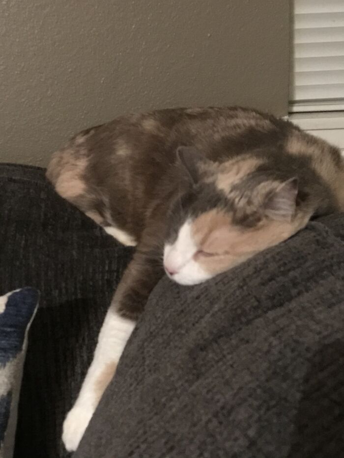 Hey Pandas Show A Pic Of What Your Pet Is Doing Right Now (Closed) Hey Pandas Show A Pic Of What Your Pet Is Doing Right Now (Closed)