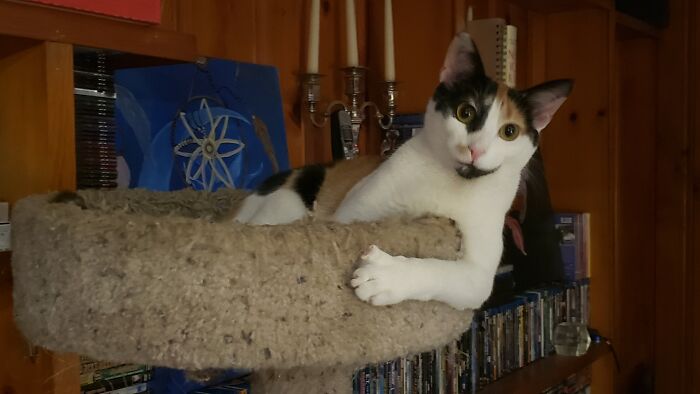 Hey Pandas Show A Pic Of What Your Pet Is Doing Right Now (Closed) Hey Pandas Show A Pic Of What Your Pet Is Doing Right Now (Closed)