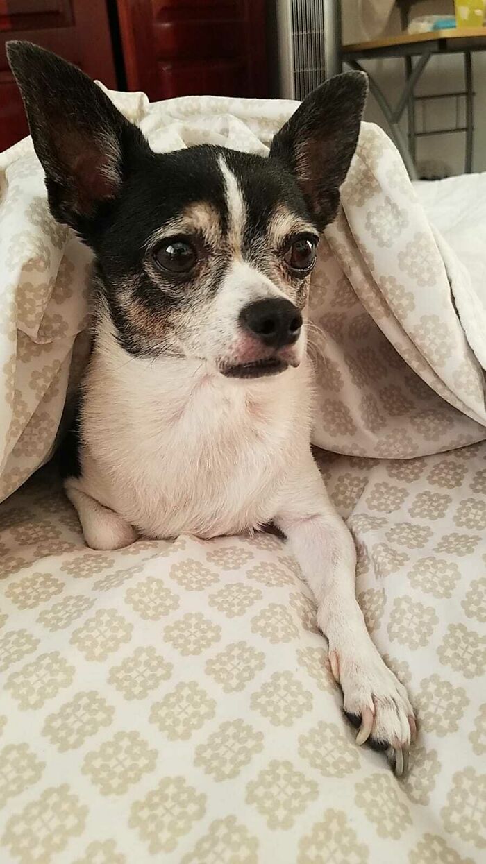 Hey Pandas Show A Pic Of What Your Pet Is Doing Right Now (Closed) Hey Pandas Show A Pic Of What Your Pet Is Doing Right Now (Closed)