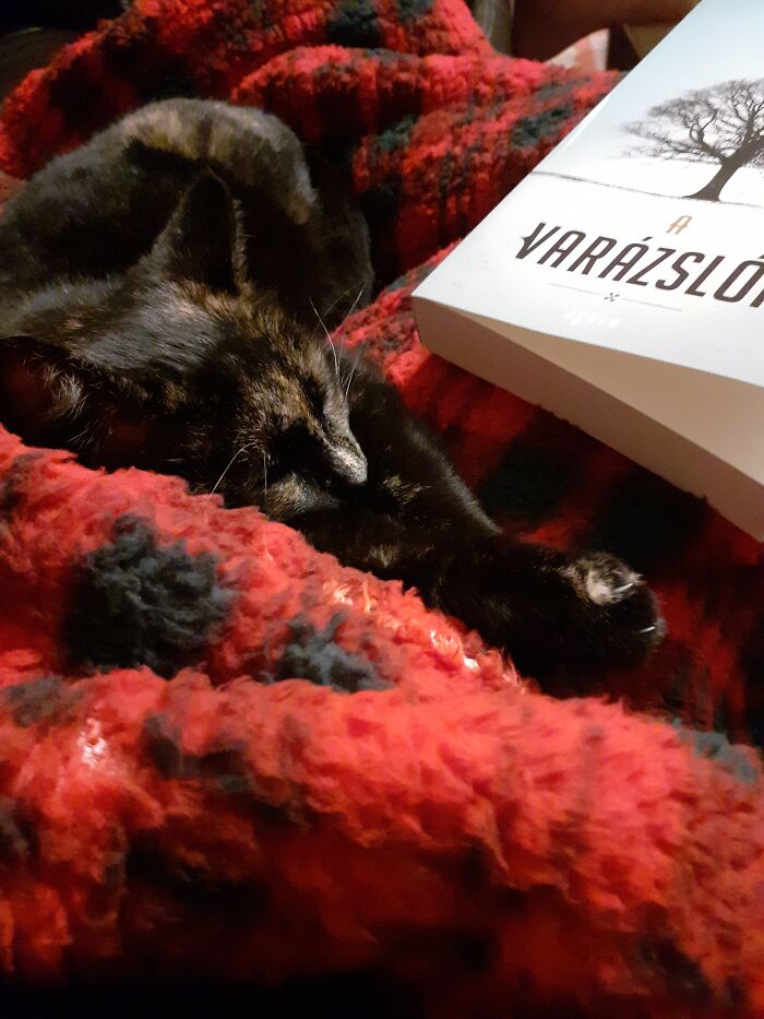 Hey Pandas Show A Pic Of What Your Pet Is Doing Right Now (Closed) Hey Pandas Show A Pic Of What Your Pet Is Doing Right Now (Closed)