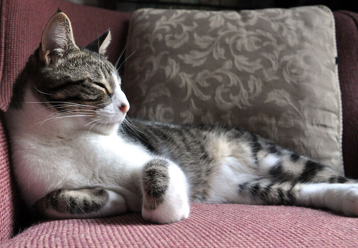 Hey Pandas Show A Pic Of What Your Pet Is Doing Right Now (Closed) Hey Pandas Show A Pic Of What Your Pet Is Doing Right Now (Closed)