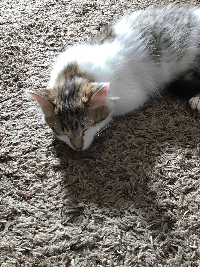 Hey Pandas Show A Pic Of What Your Pet Is Doing Right Now (Closed) Hey Pandas Show A Pic Of What Your Pet Is Doing Right Now (Closed)