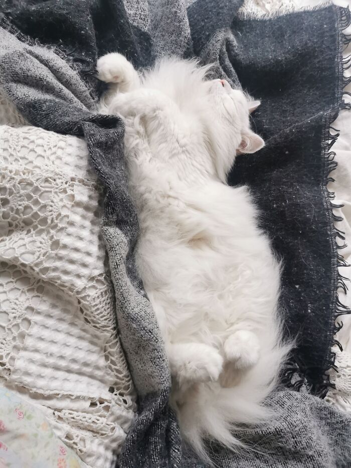 Hey Pandas Show A Pic Of What Your Pet Is Doing Right Now (Closed) Hey Pandas Show A Pic Of What Your Pet Is Doing Right Now (Closed)