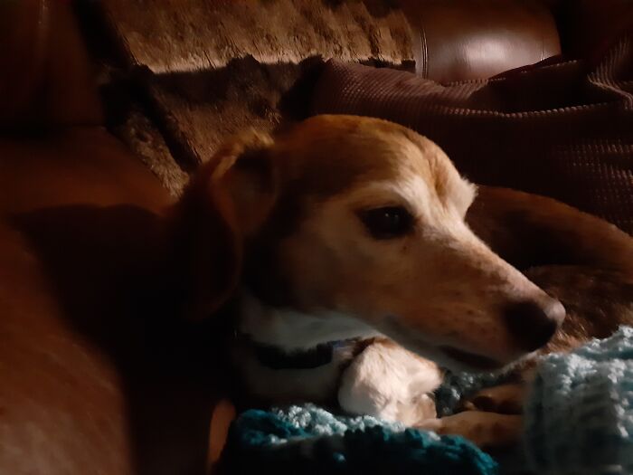 Hey Pandas Show A Pic Of What Your Pet Is Doing Right Now (Closed) Hey Pandas Show A Pic Of What Your Pet Is Doing Right Now (Closed)