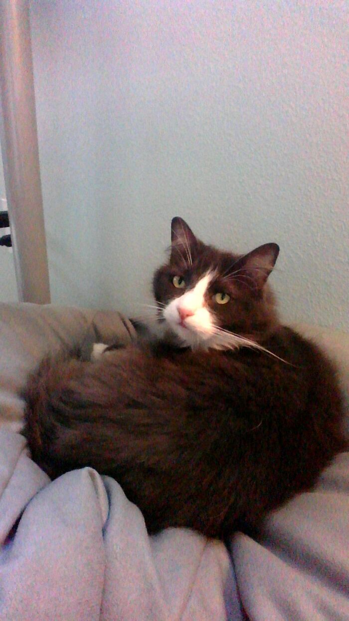 Hey Pandas Show A Pic Of What Your Pet Is Doing Right Now (Closed) Hey Pandas Show A Pic Of What Your Pet Is Doing Right Now (Closed)