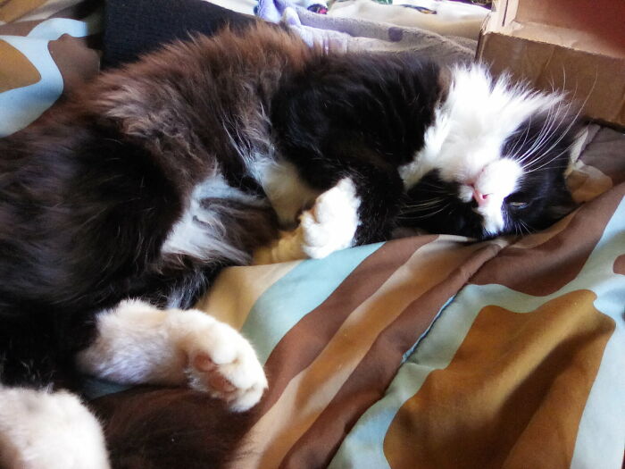 Hey Pandas Show A Pic Of What Your Pet Is Doing Right Now (Closed) Hey Pandas Show A Pic Of What Your Pet Is Doing Right Now (Closed)