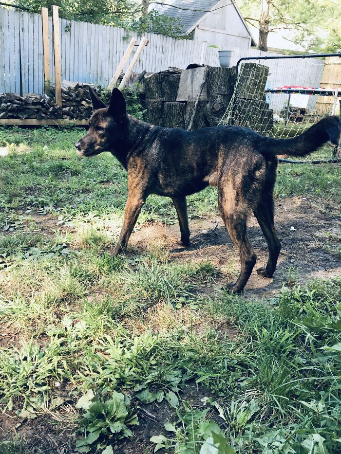 Hey Pandas Show A Pic Of What Your Pet Is Doing Right Now (Closed) Hey Pandas Show A Pic Of What Your Pet Is Doing Right Now (Closed)